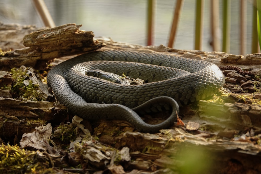 a snake that is laying on the ground