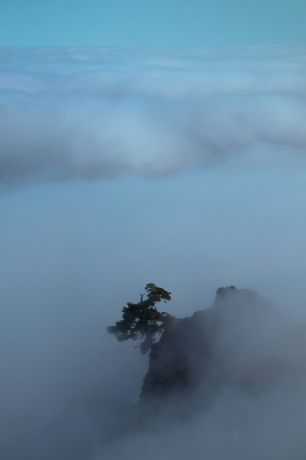 a lone tree in the middle of a sea of fog