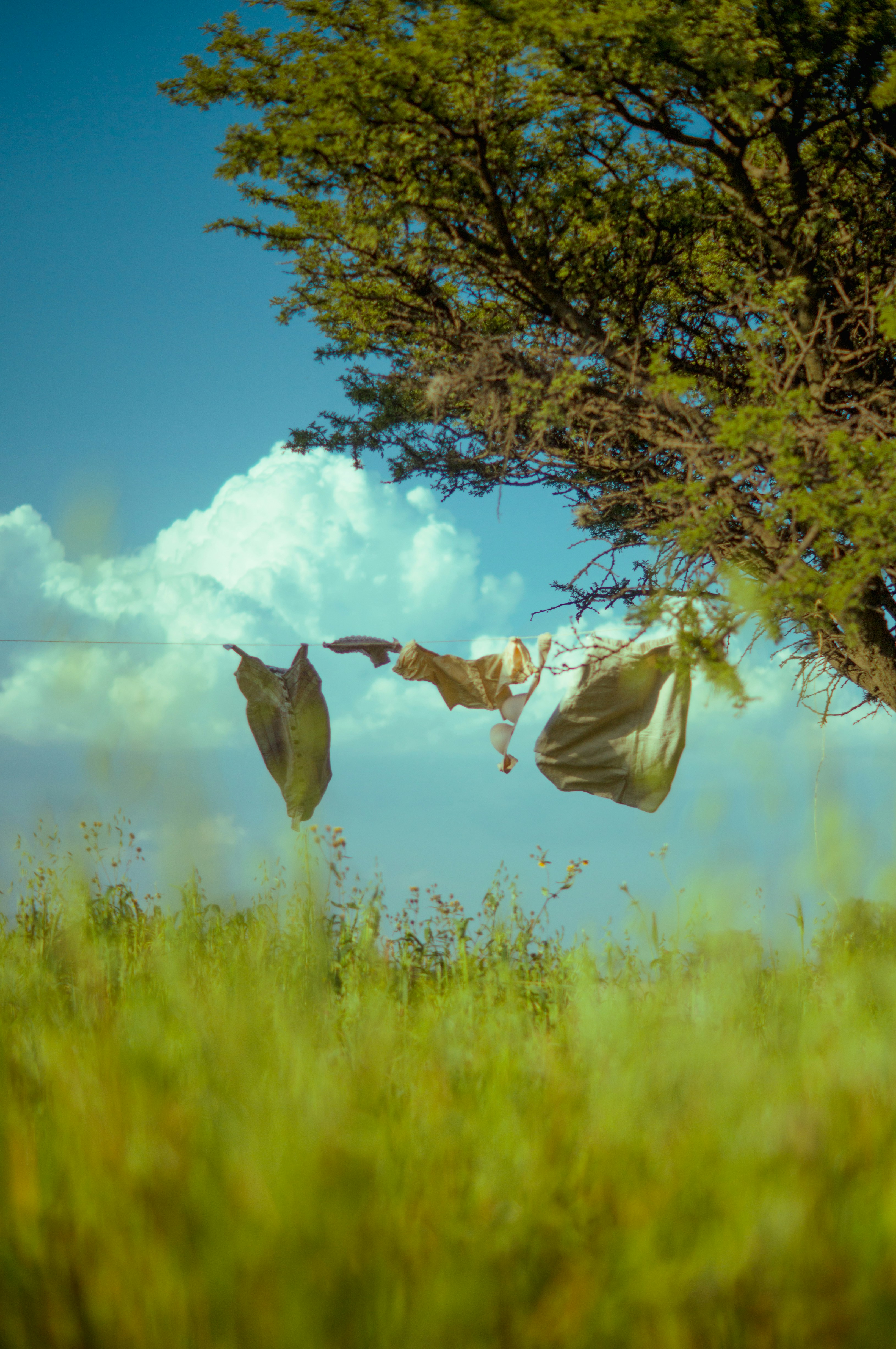 a couple of clothes hanging from a tree