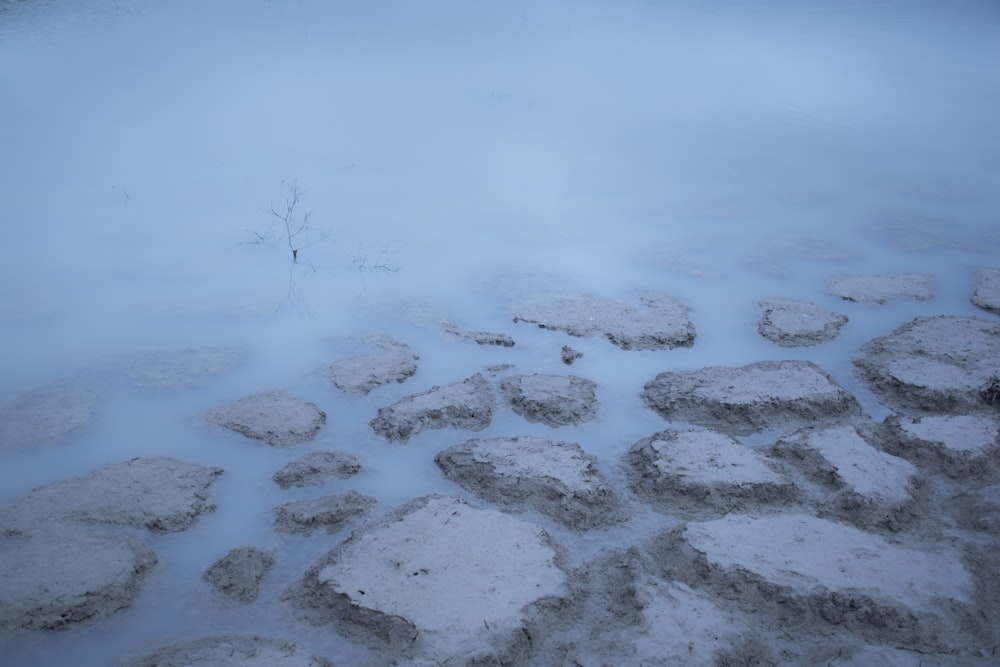 a small tree in the middle of a body of water