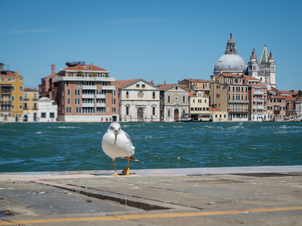 a seagull is standing on the edge of a pier