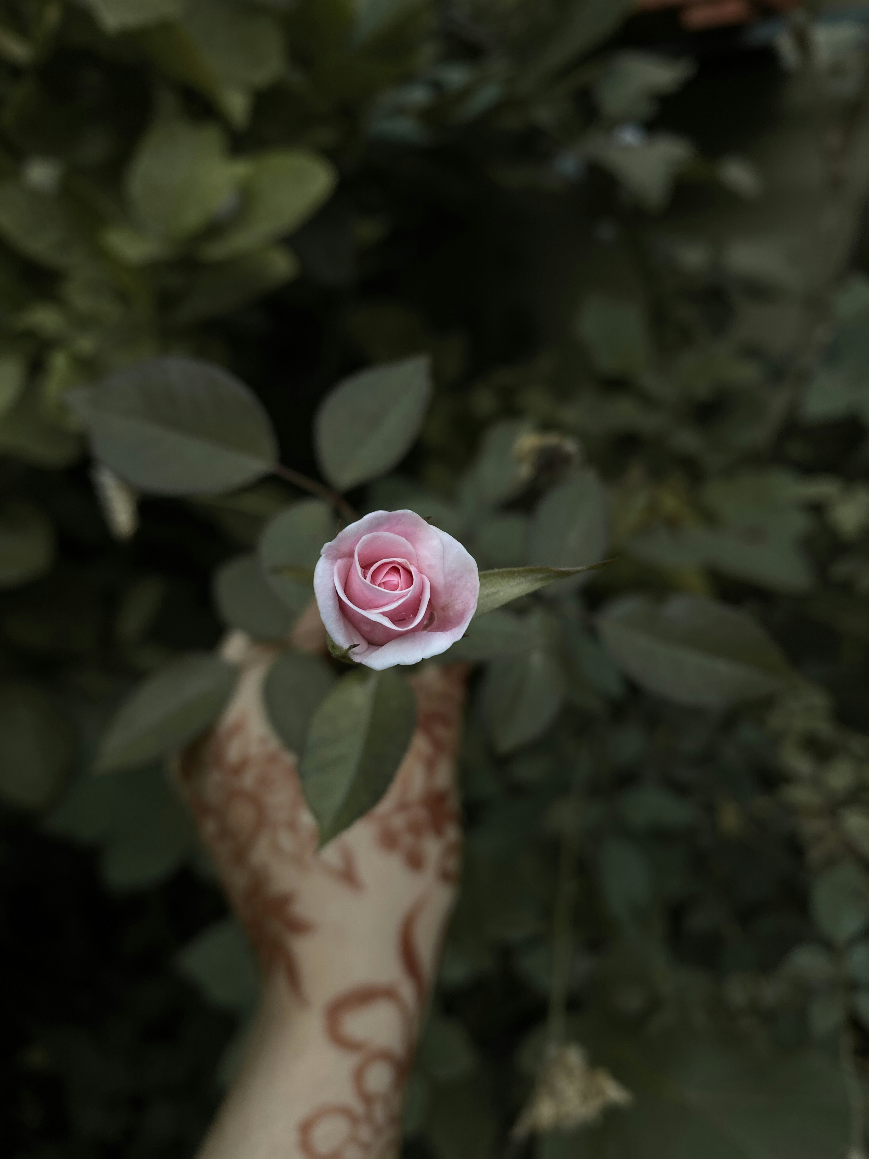 a person holding a pink rose in their hand