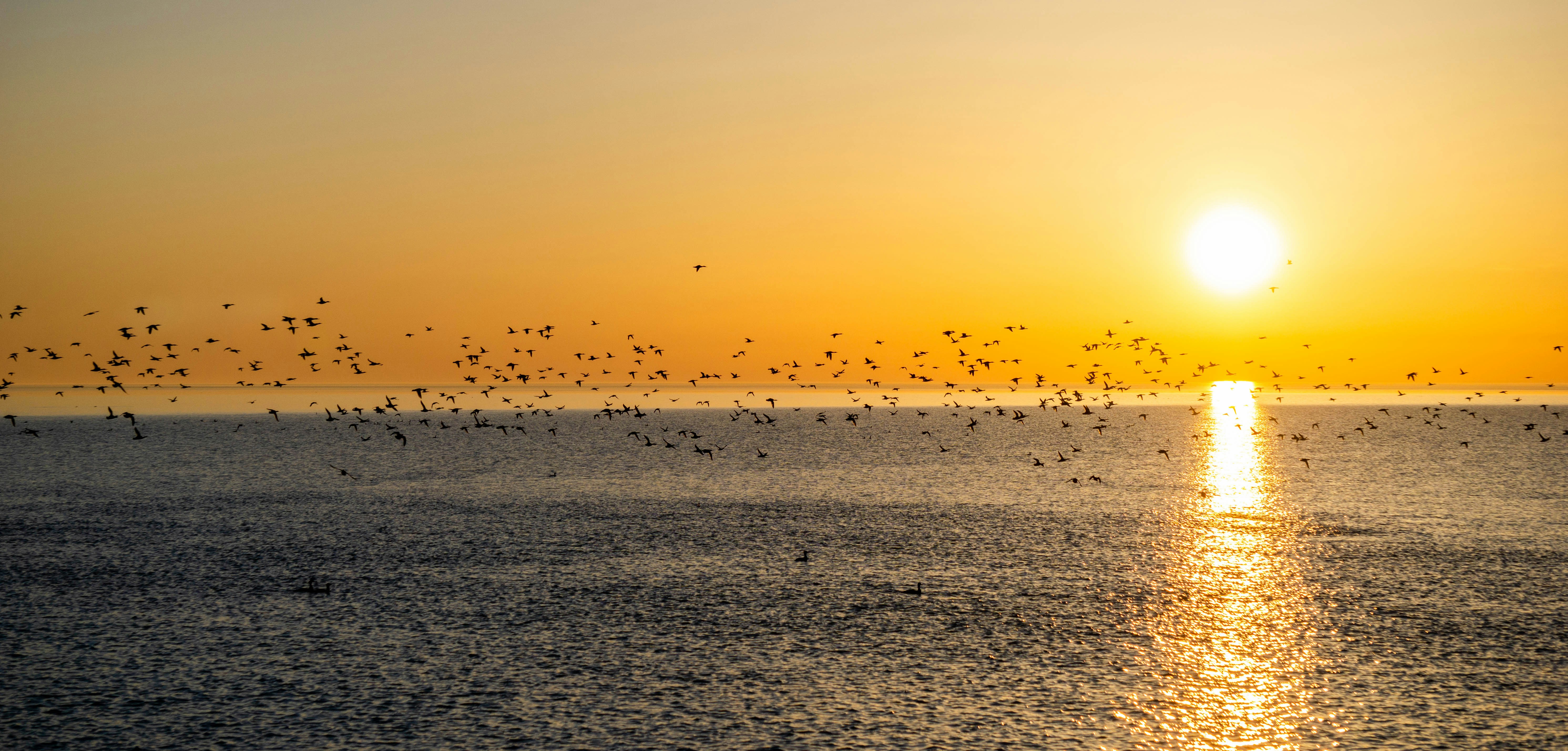 Photo by schweissingerjr