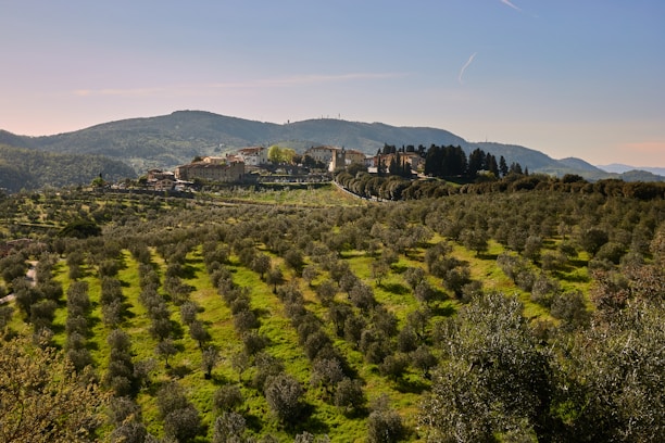 a small village on a hill surrounded by trees