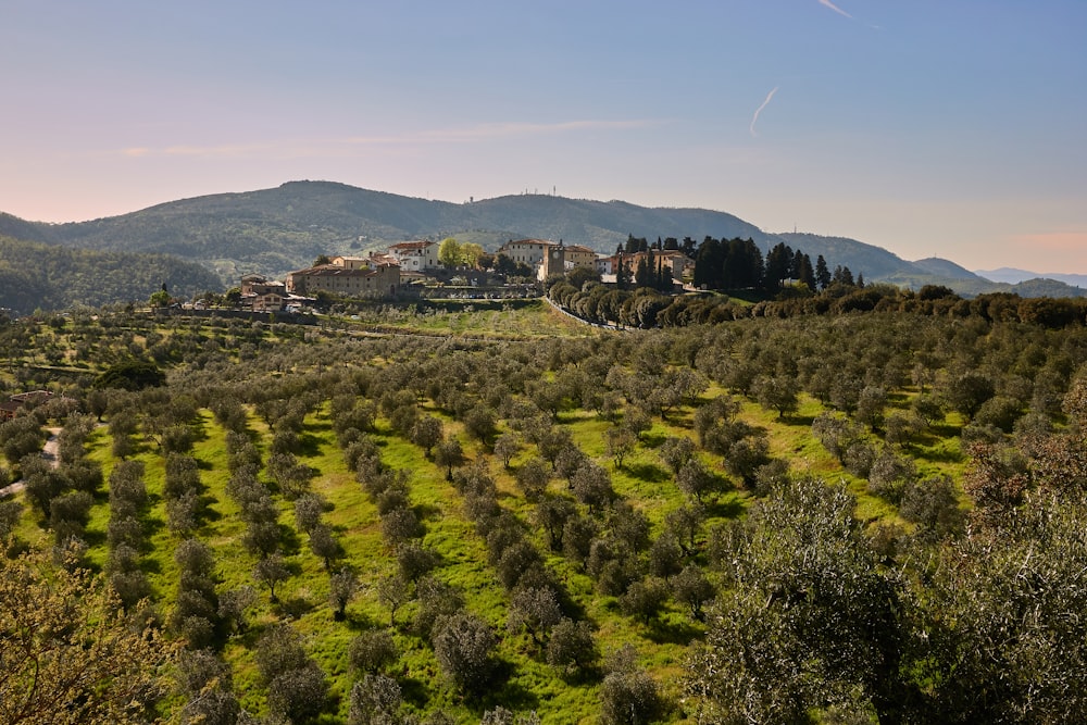 Un piccolo villaggio su una collina circondato da alberi