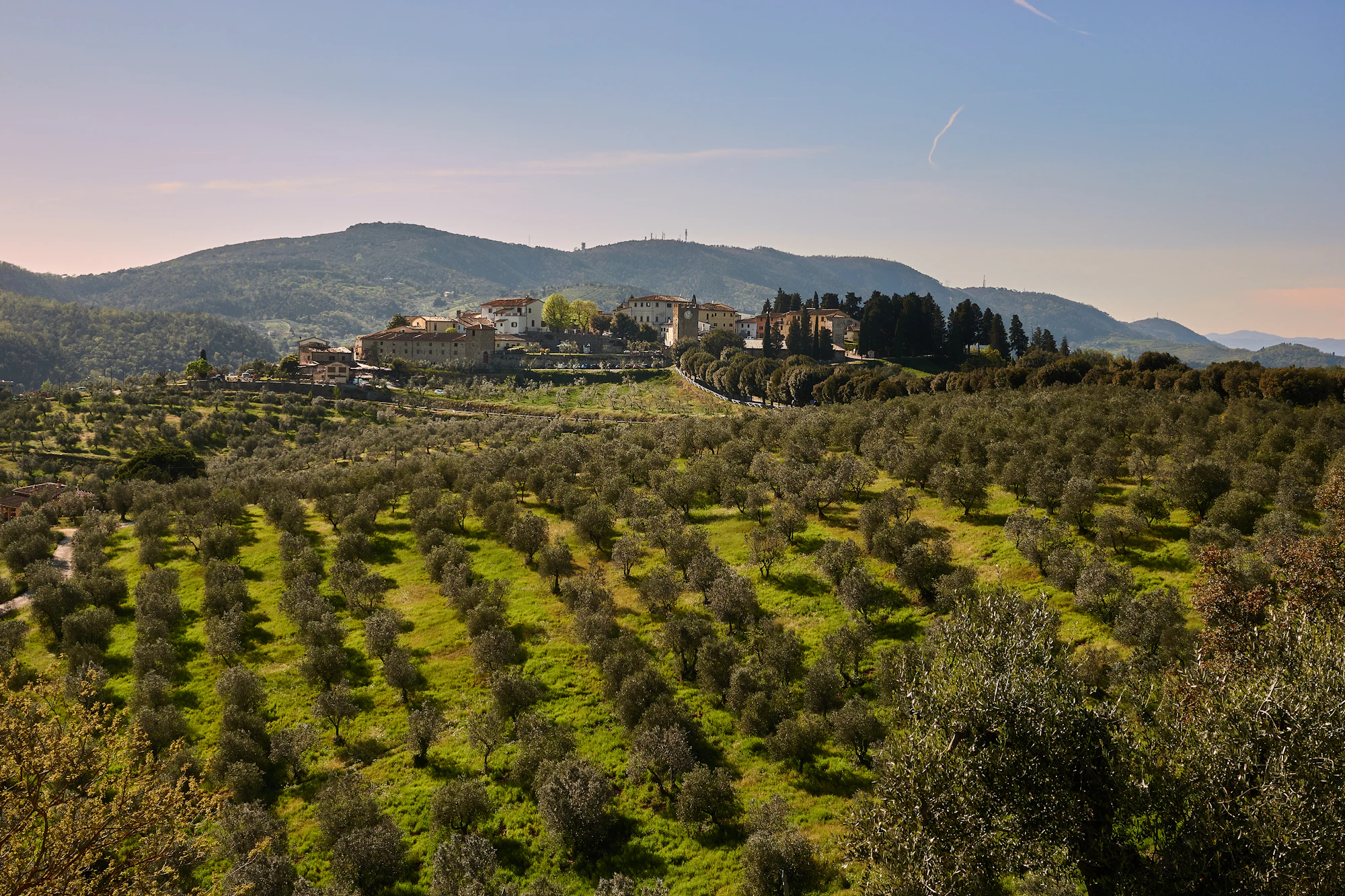 A hilltop village above an Italian olive grove