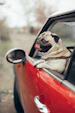 a pug sticking its tongue out of a car window