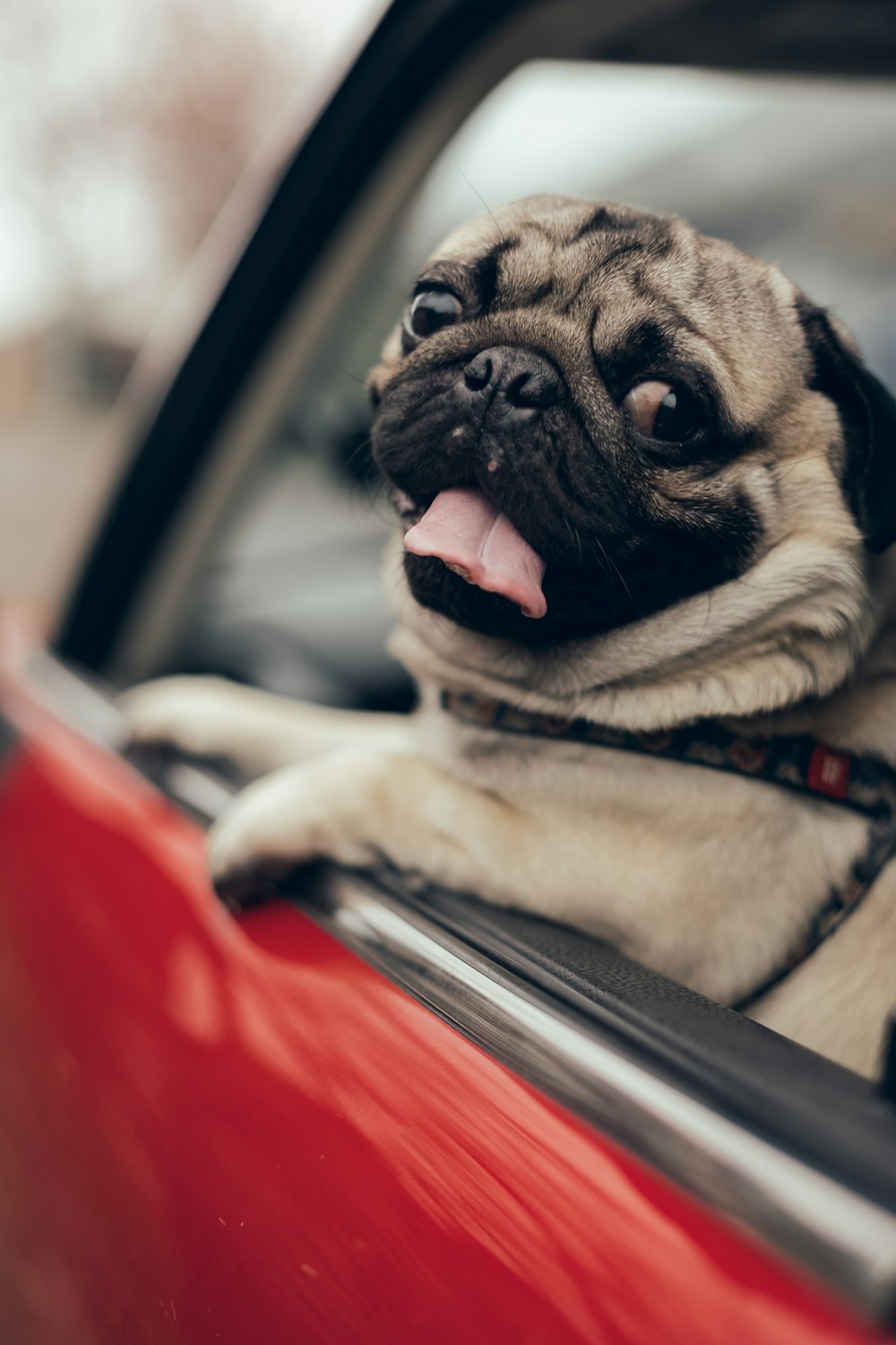 a pug sticking its head out of a car window