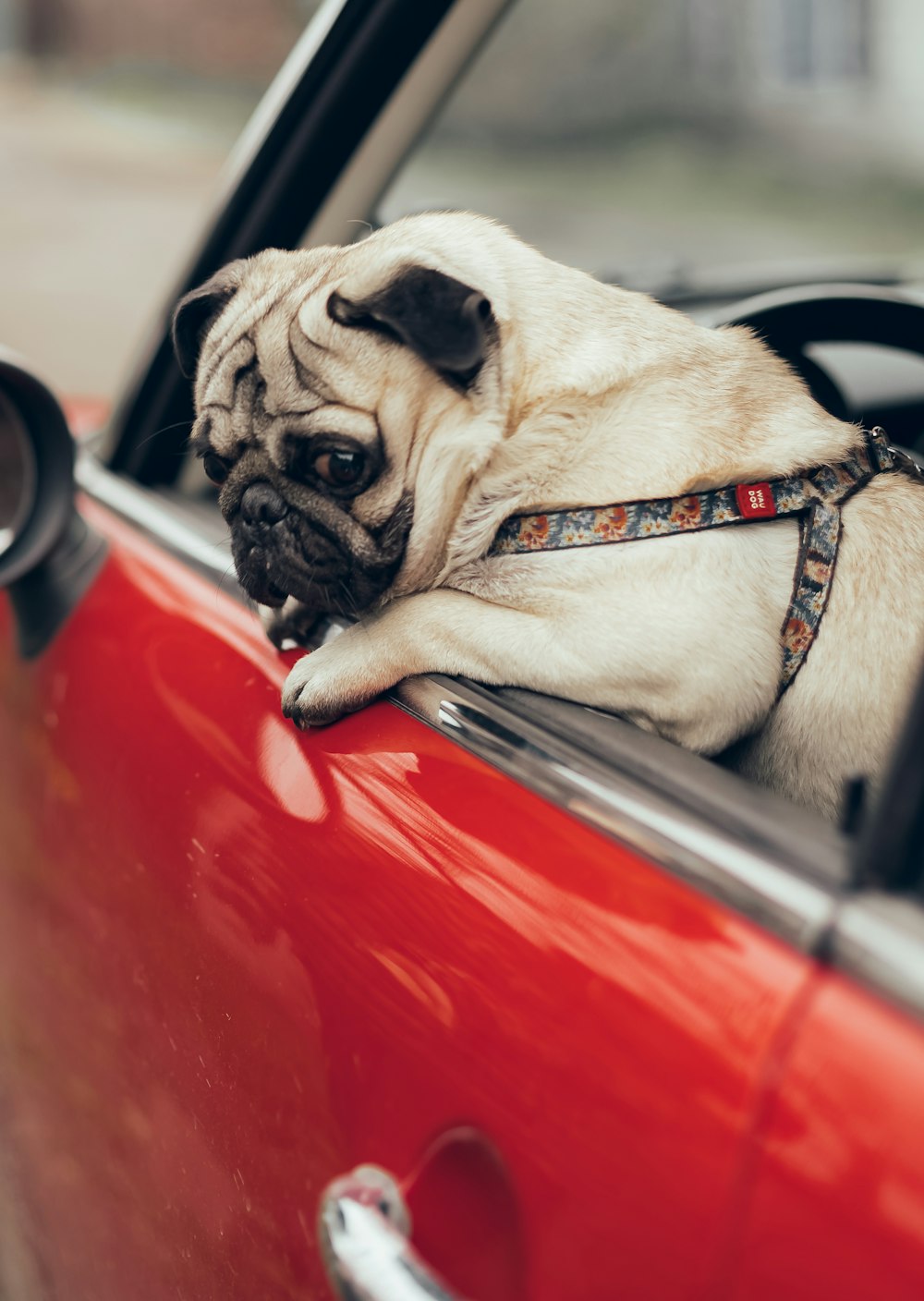 赤い車の運転席に座っているパグ犬