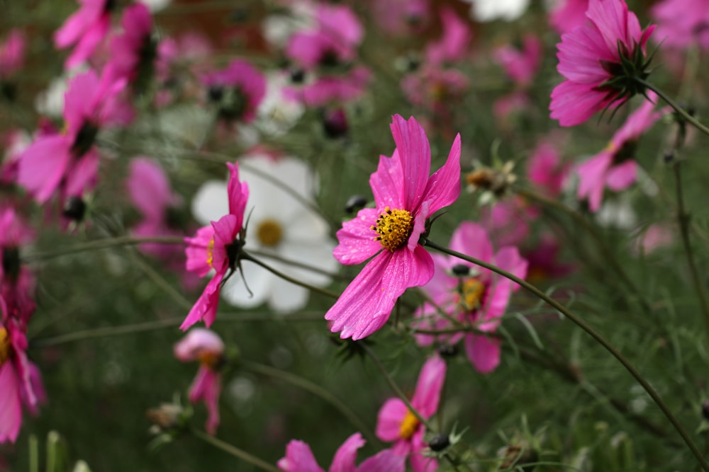 um campo cheio de flores cor-de-rosa e branco