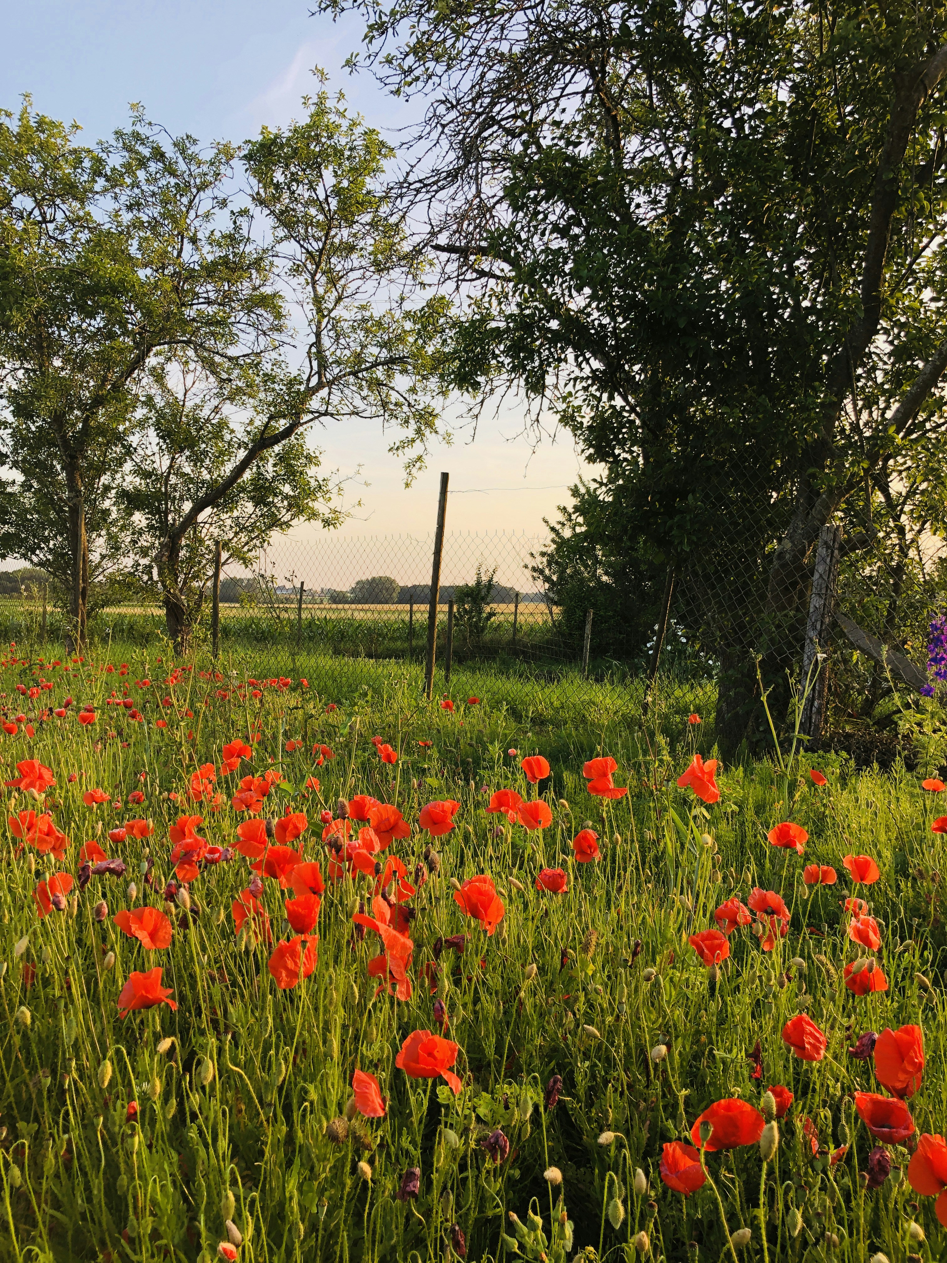 a field full of red flowers next to a fence