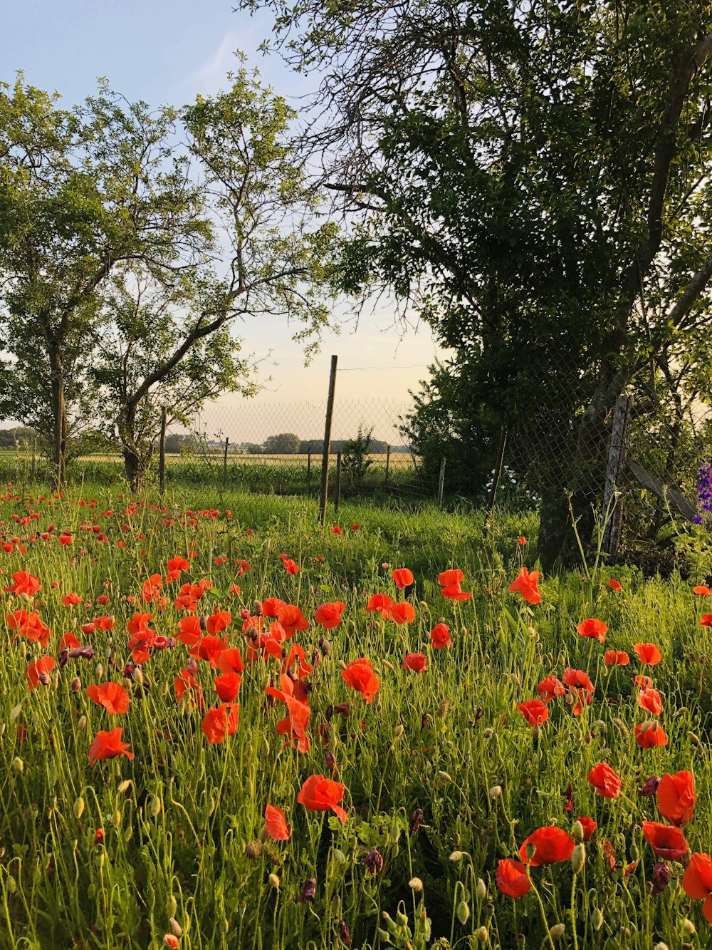 a field full of red flowers next to a fence