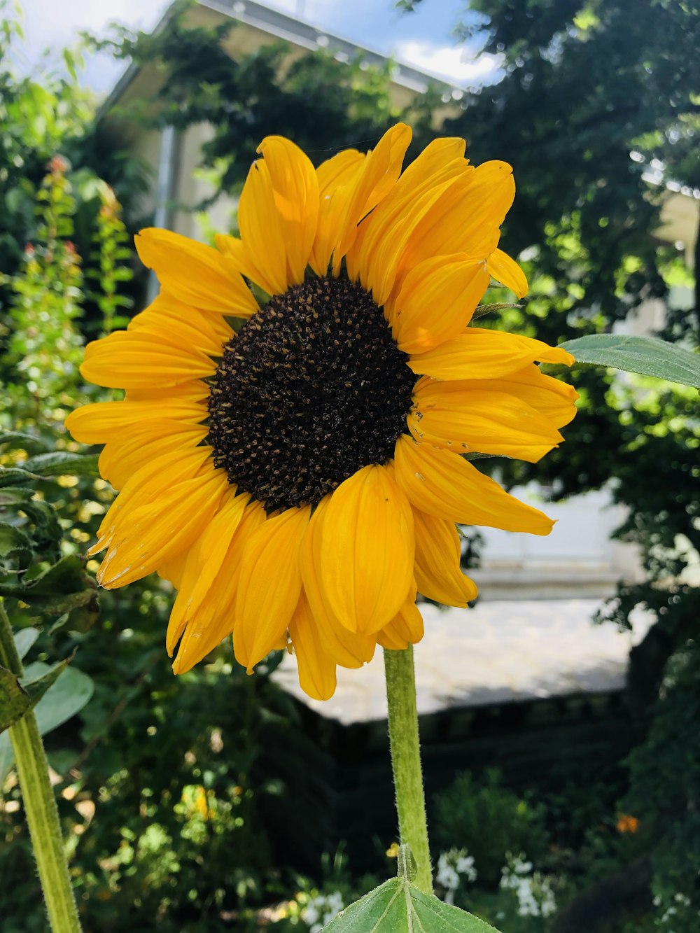 a sunflower in a garden with a house in the background
