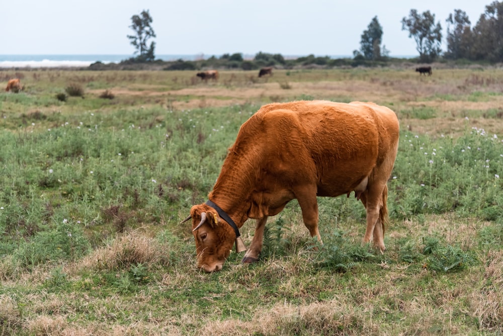 a brown cow eating grass in a field