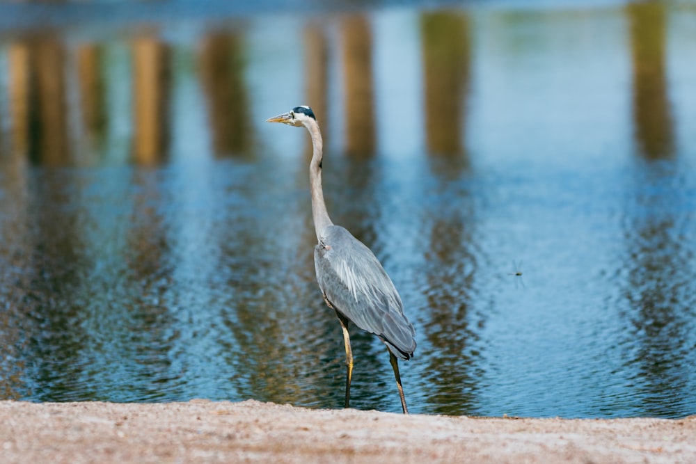 a bird standing on a beach next to a body of water