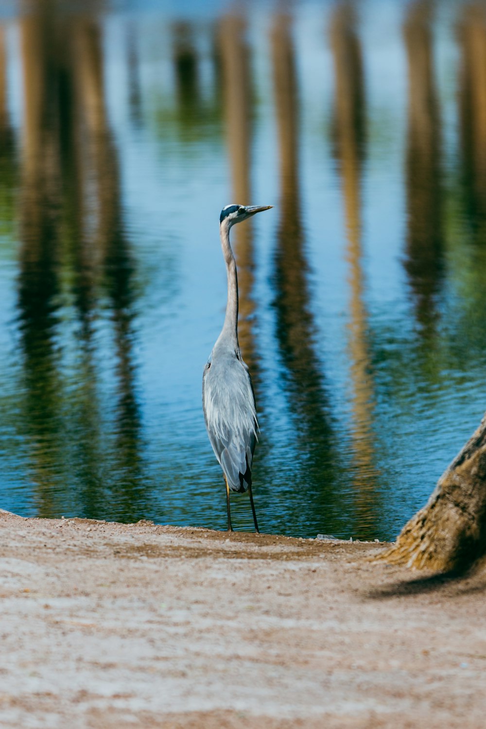 a bird standing on a beach next to a body of water