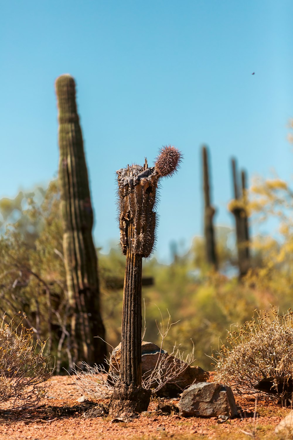 a cactus in the middle of a desert