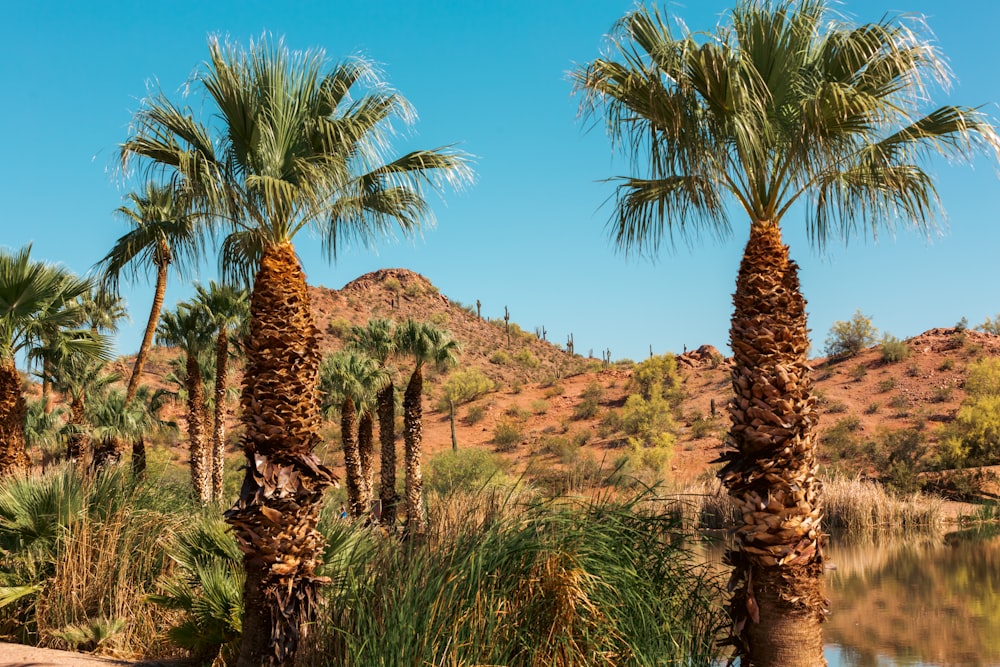 a couple of palm trees next to a body of water