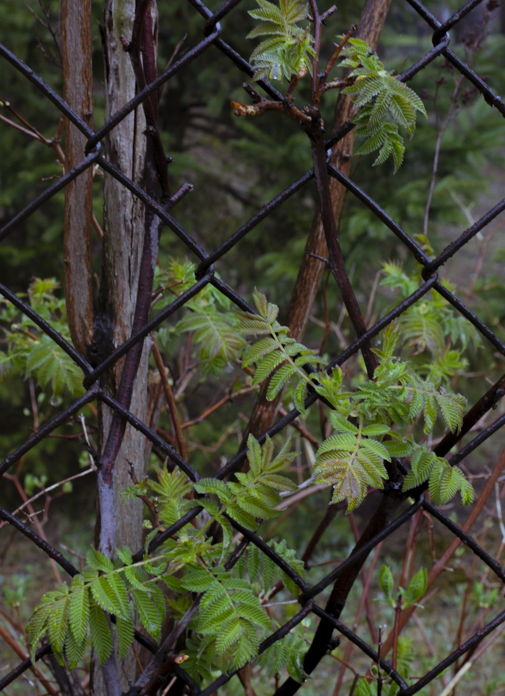 a bird perched on top of a tree next to a fence