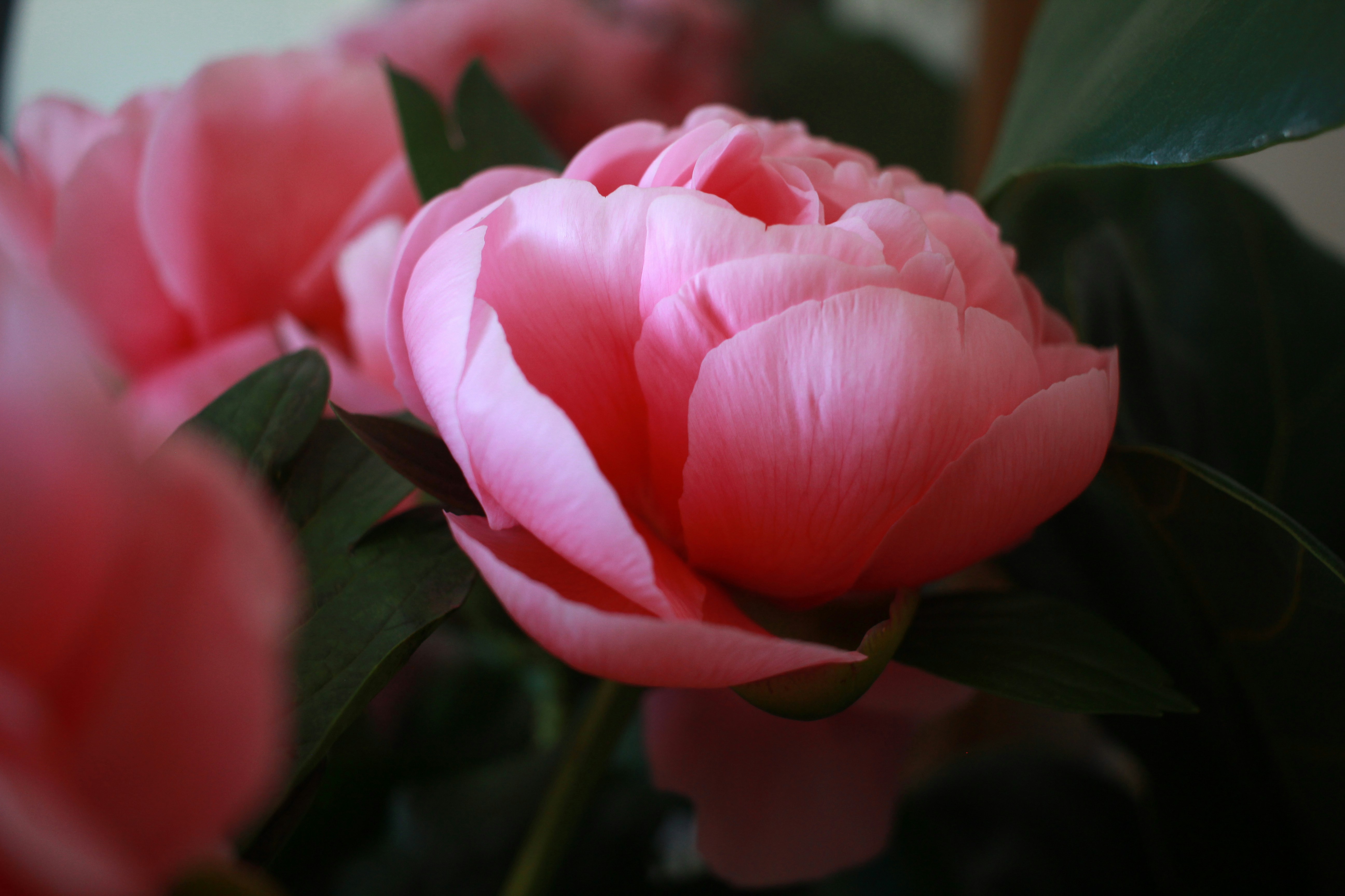 a close up of a pink flower with green leaves