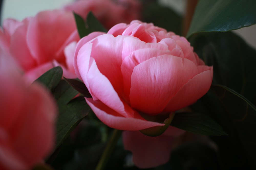 a close up of a pink flower with green leaves