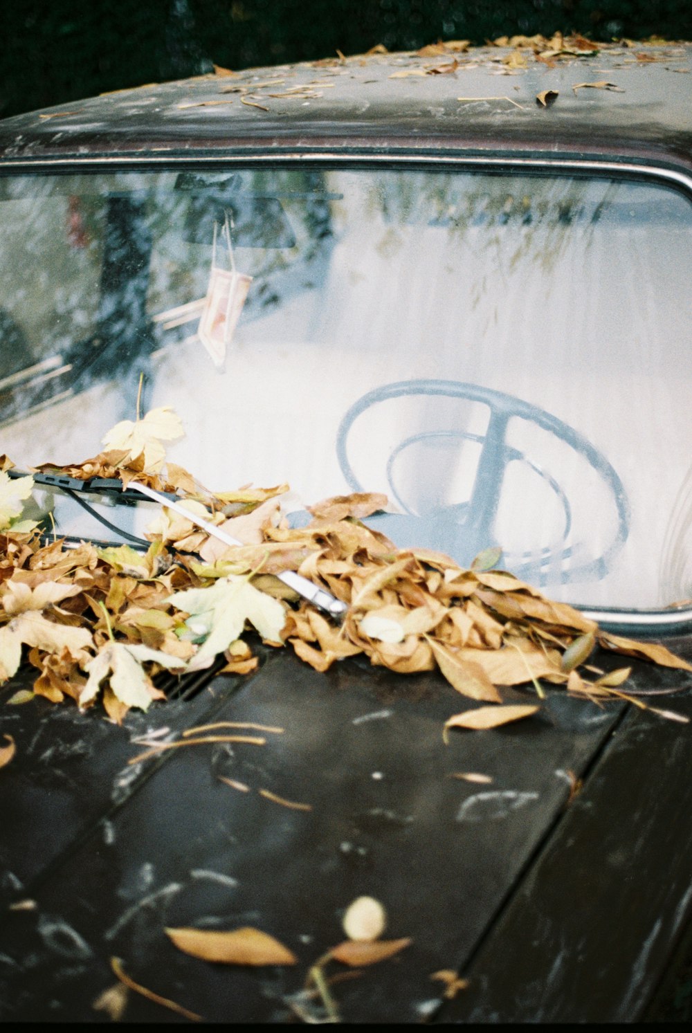 a pile of leaves on the hood of an old car