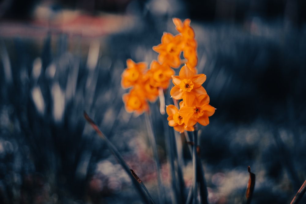 a bunch of orange flowers that are in the grass
