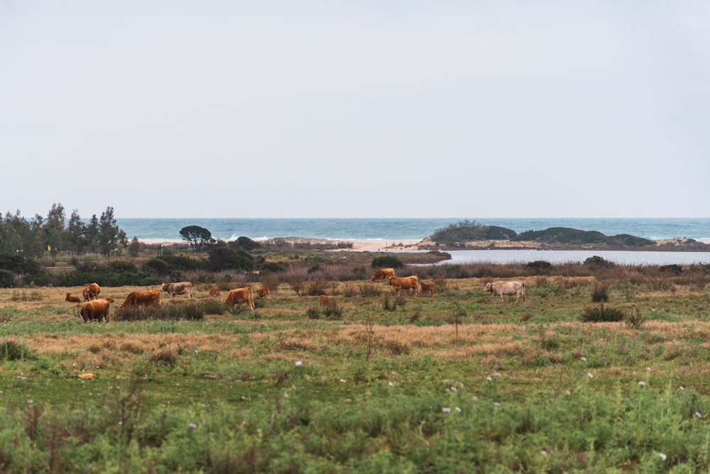 a herd of cattle grazing on a lush green field