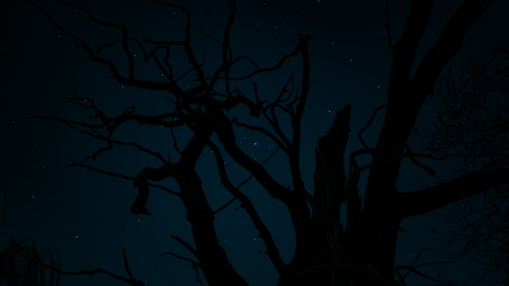 a tree with no leaves at night time