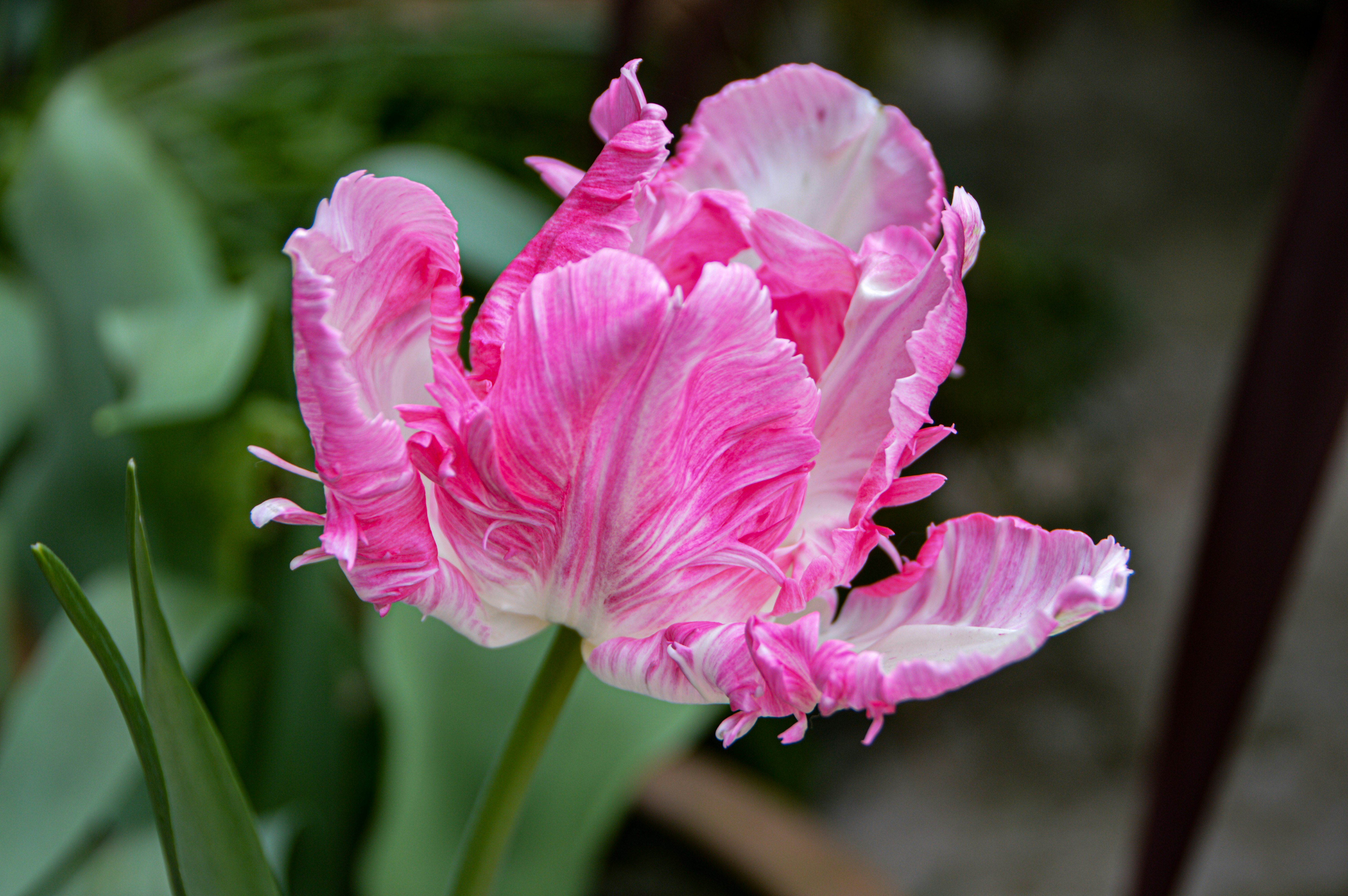 분홍색과 흰색 꽃의 클로즈업