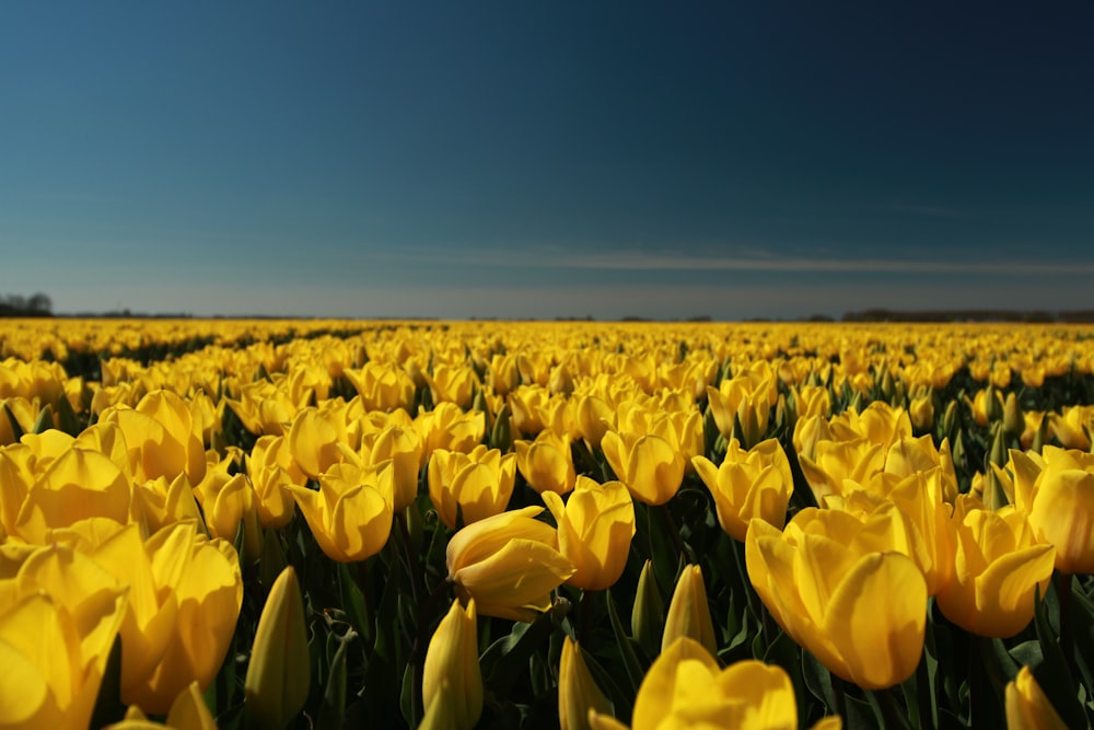 a field of yellow tulips under a blue sky