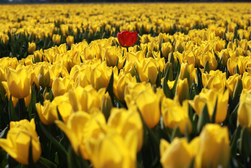 a field of yellow tulips with a single red tulip in the middle