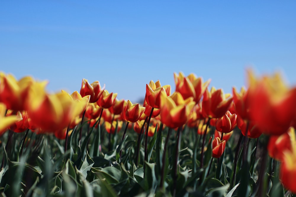 a field of red and yellow tulips with a blue sky in the background
