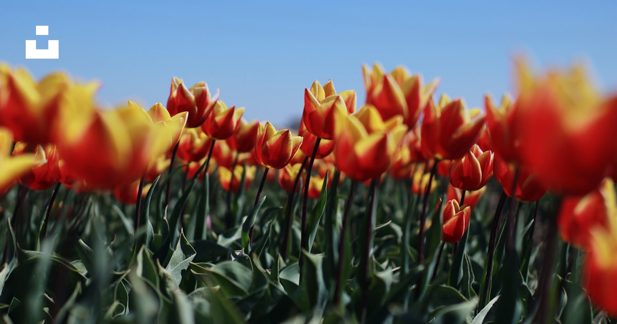 Un champ de tulipes rouges et jaunes avec un ciel bleu en arrière-plan ...