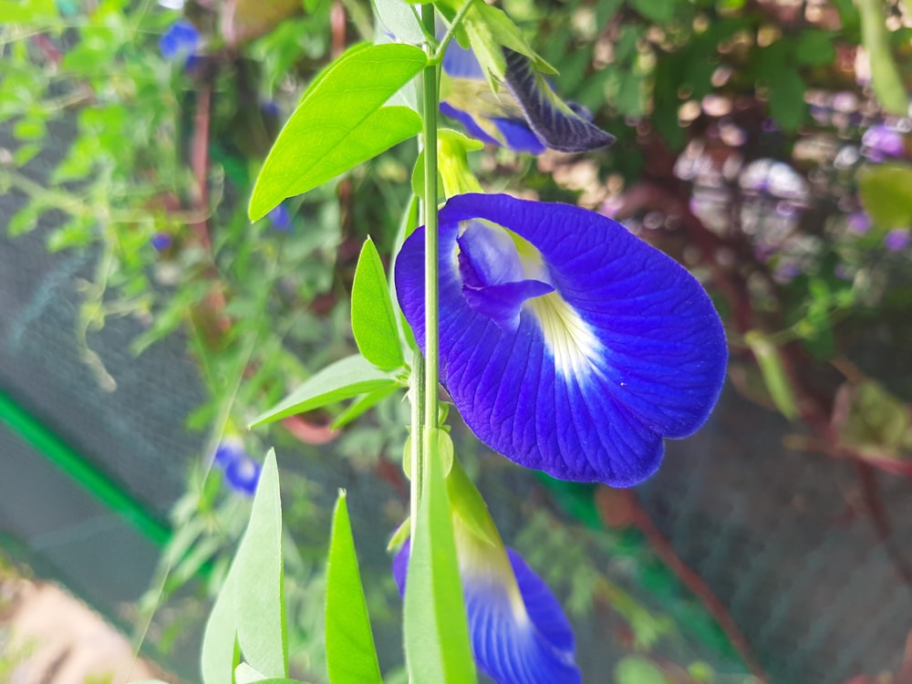a close up of a blue flower with green leaves