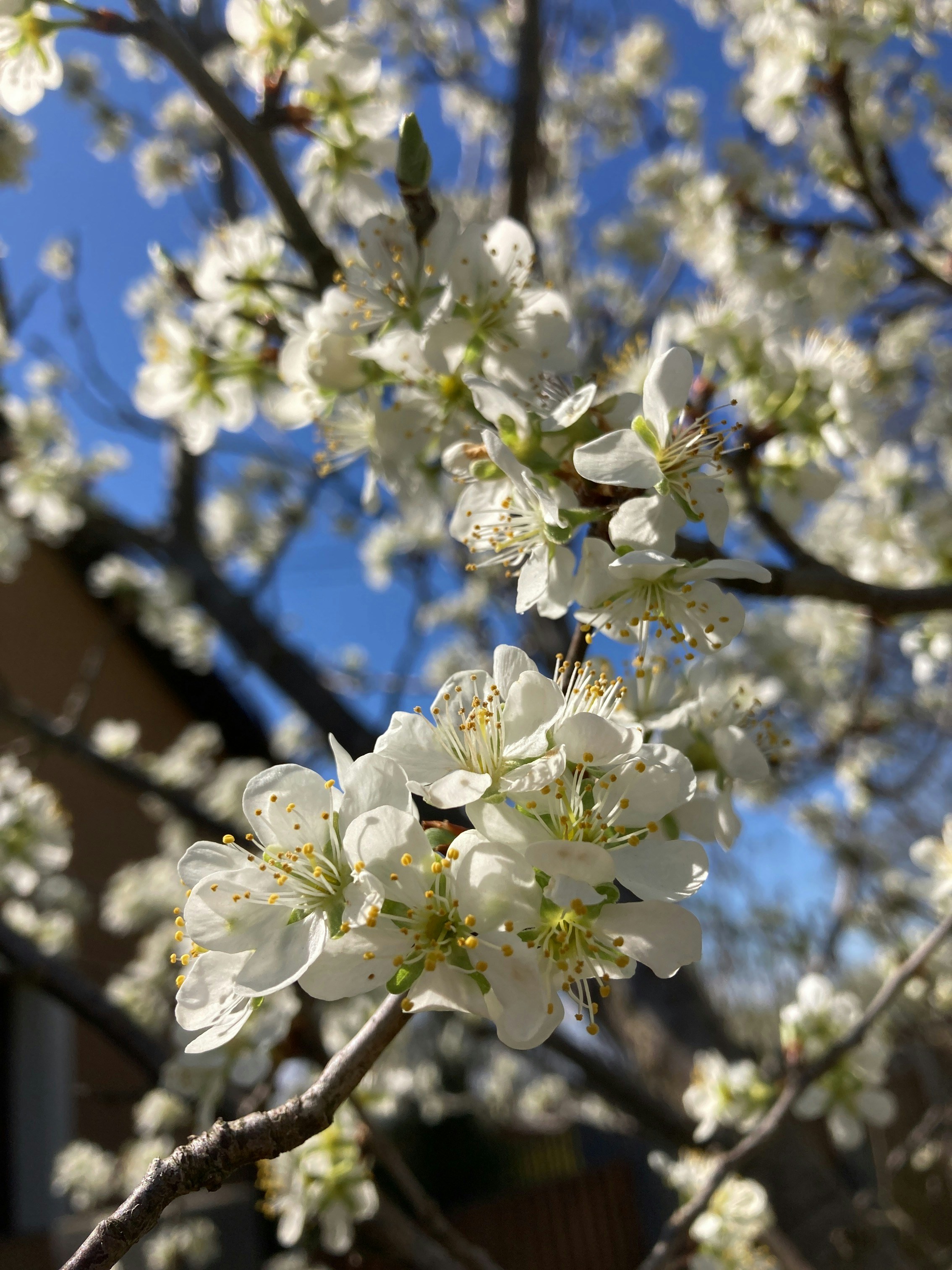 A close up of a tree with white flowers photo – Free Plant Image on ...