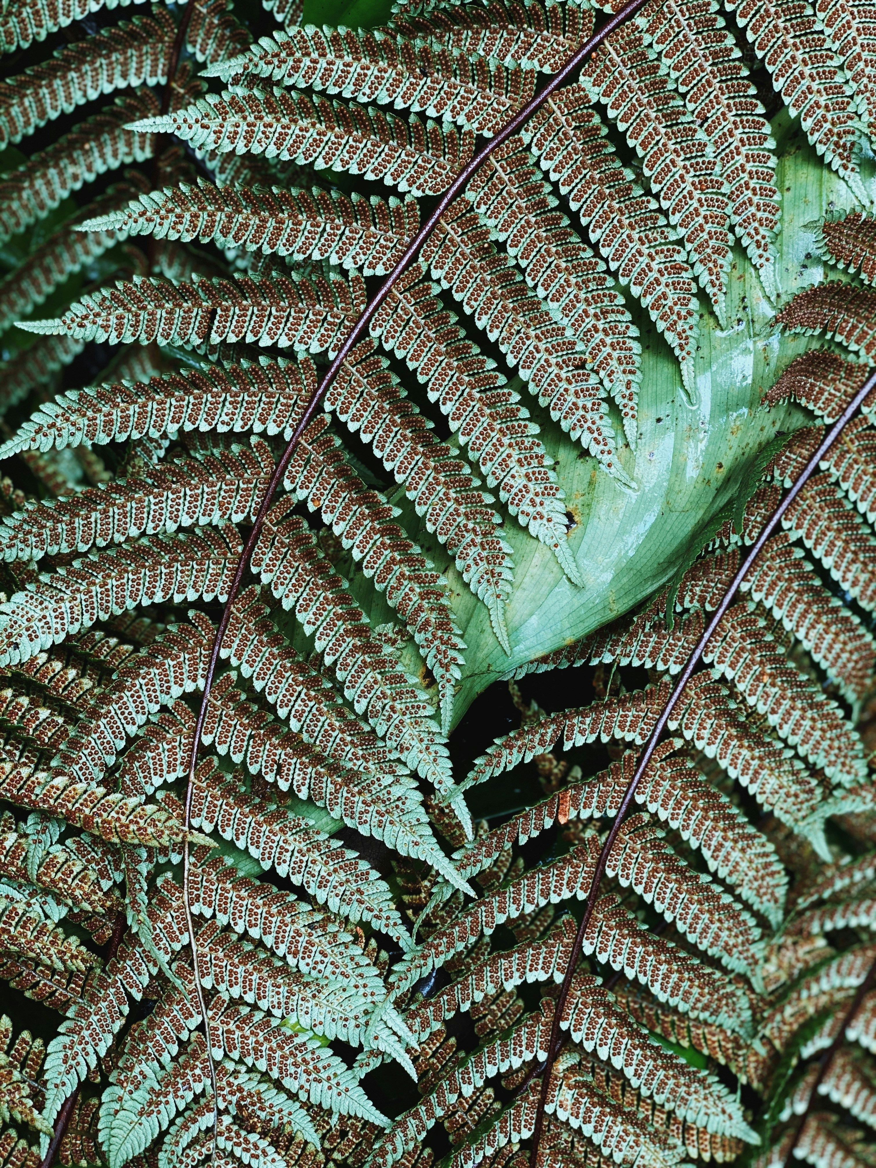 a close up of a plant with many leaves
