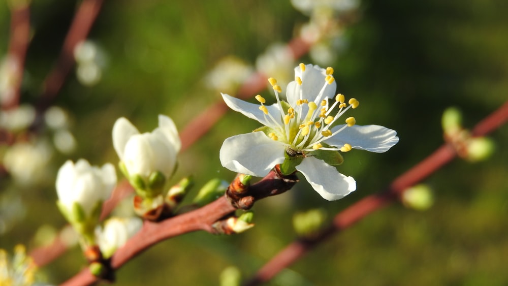 a close up of a flower on a tree branch