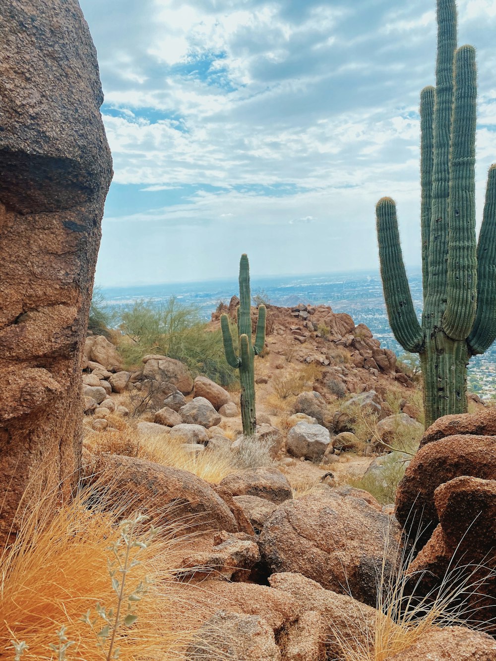 a cactus and some rocks on a sunny day