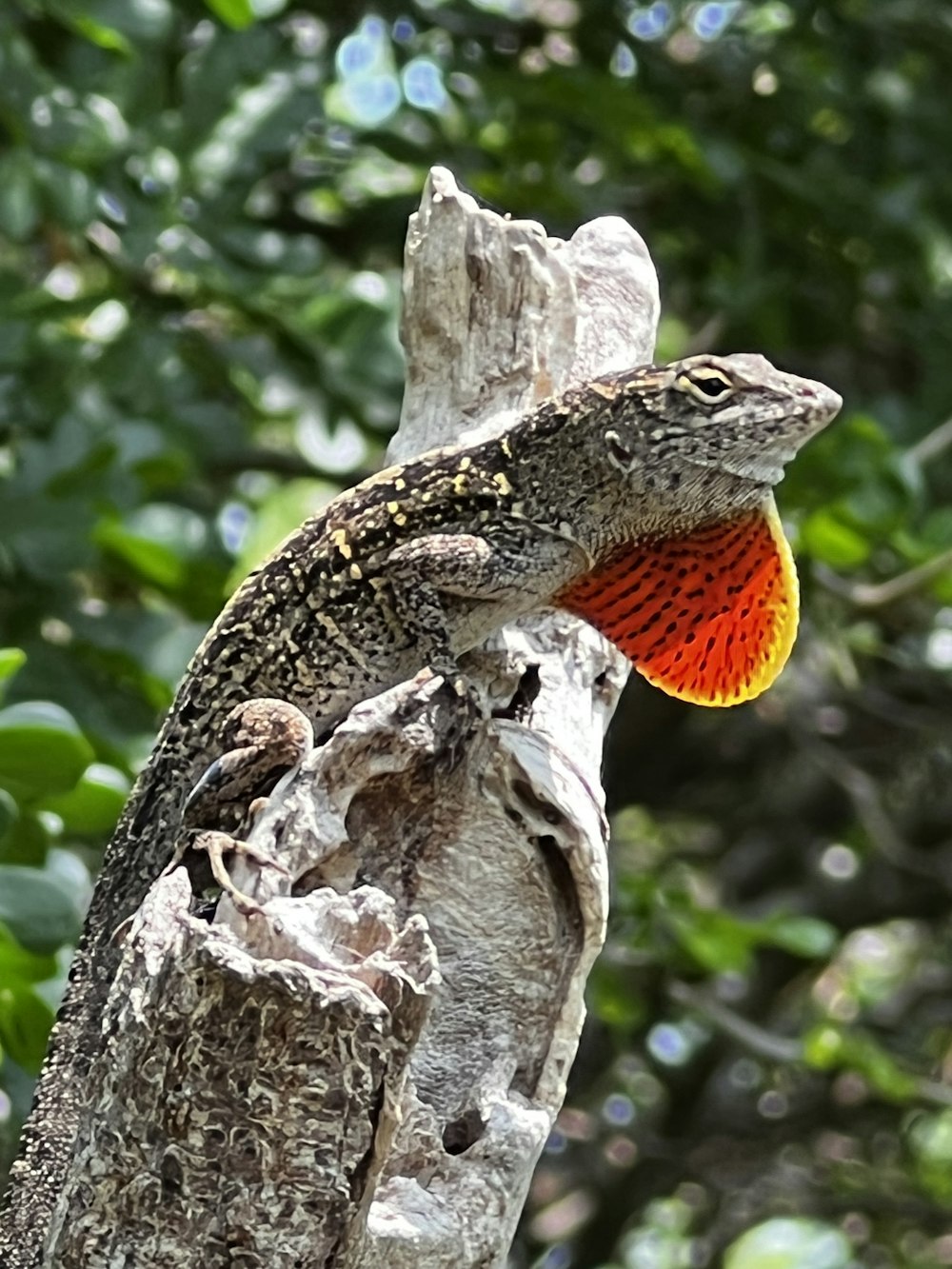 an orange and black lizard sitting on top of a tree