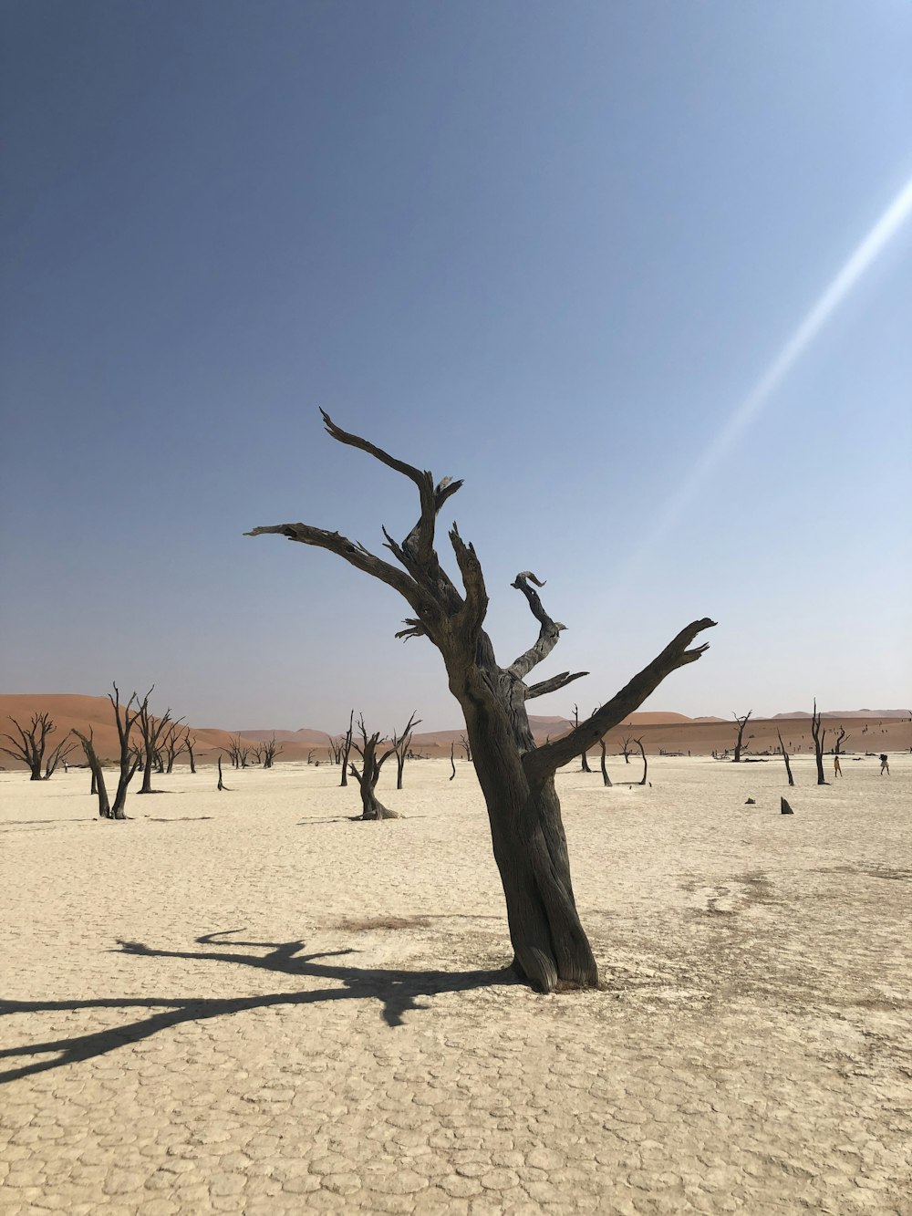 Un árbol muerto en medio de un desierto