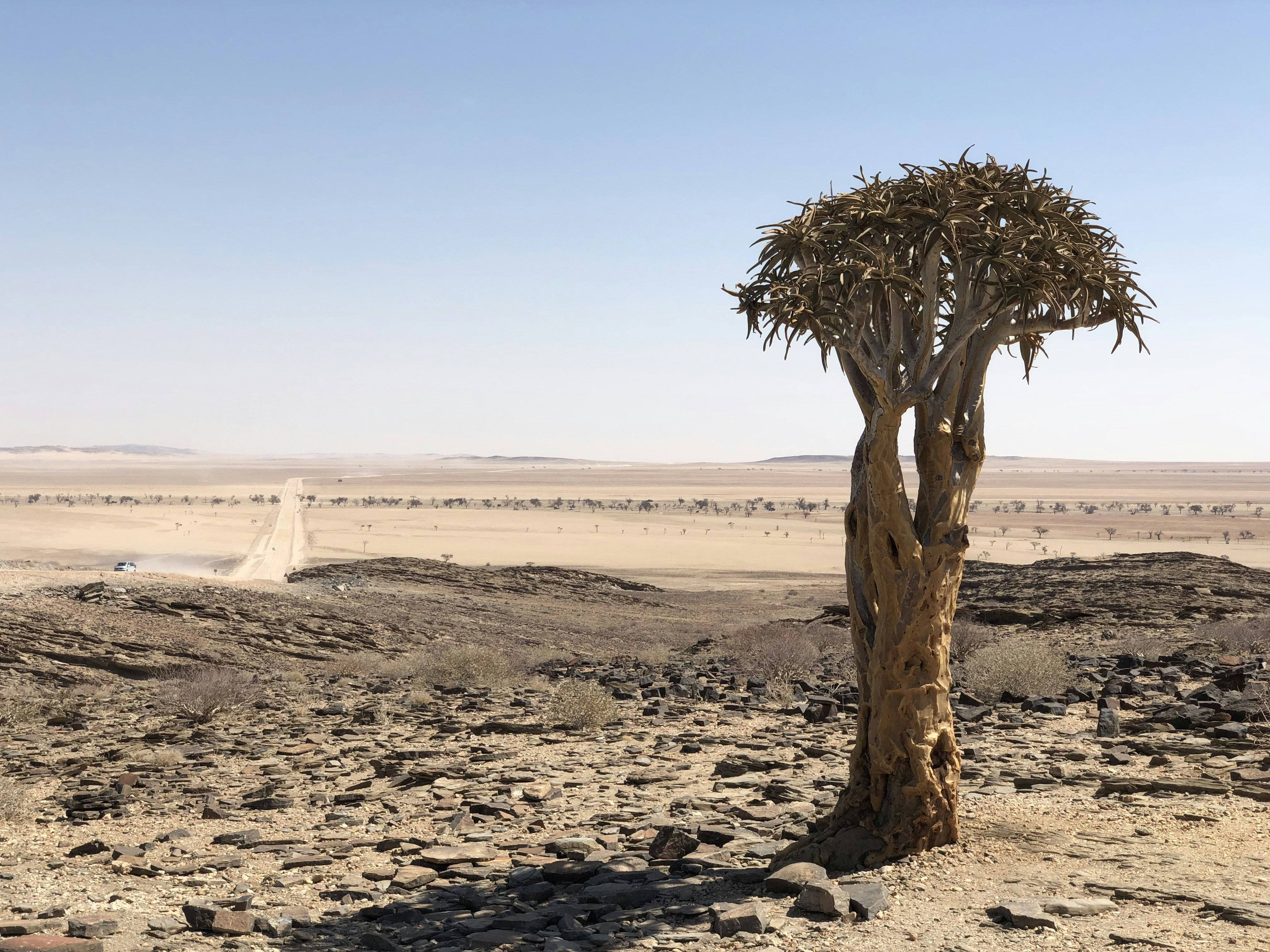 a tree in the middle of a desert