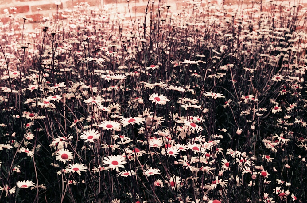 a field full of white and red flowers next to a brick wall