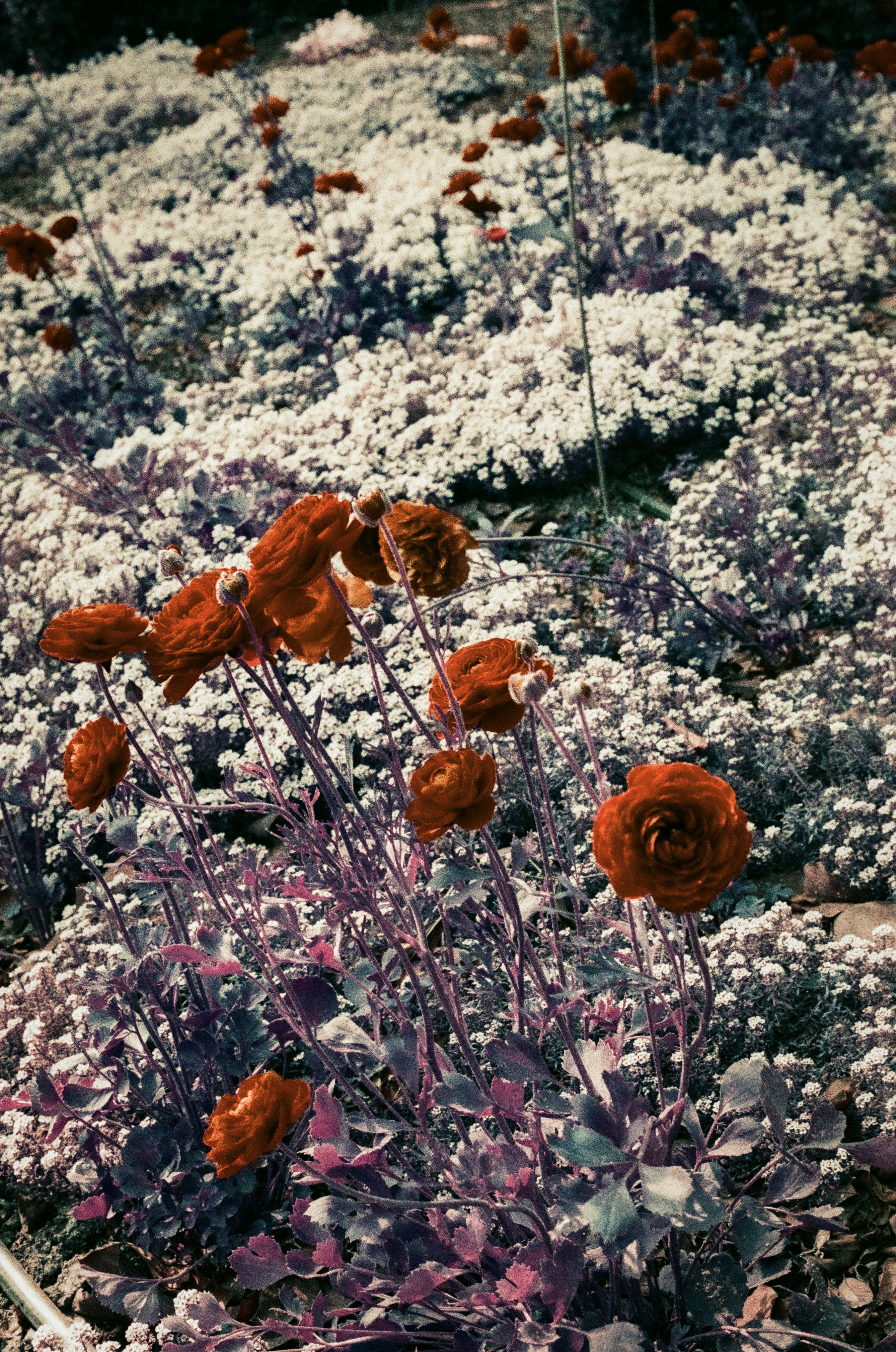 un bouquet de fleurs qui sont dans l’herbe