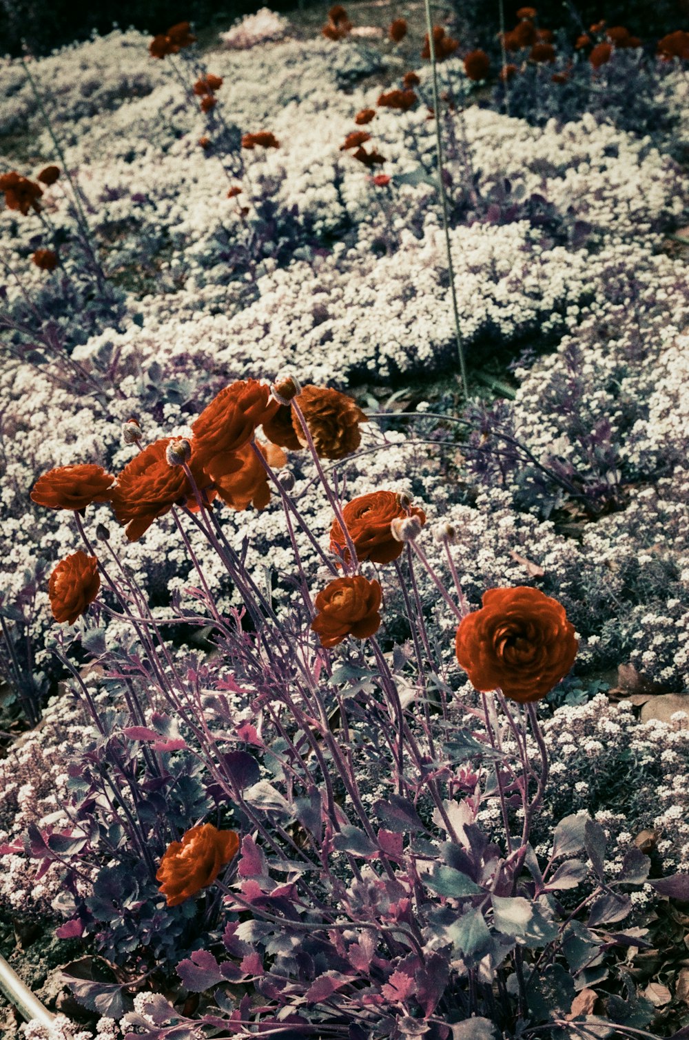 a bunch of flowers that are in the grass