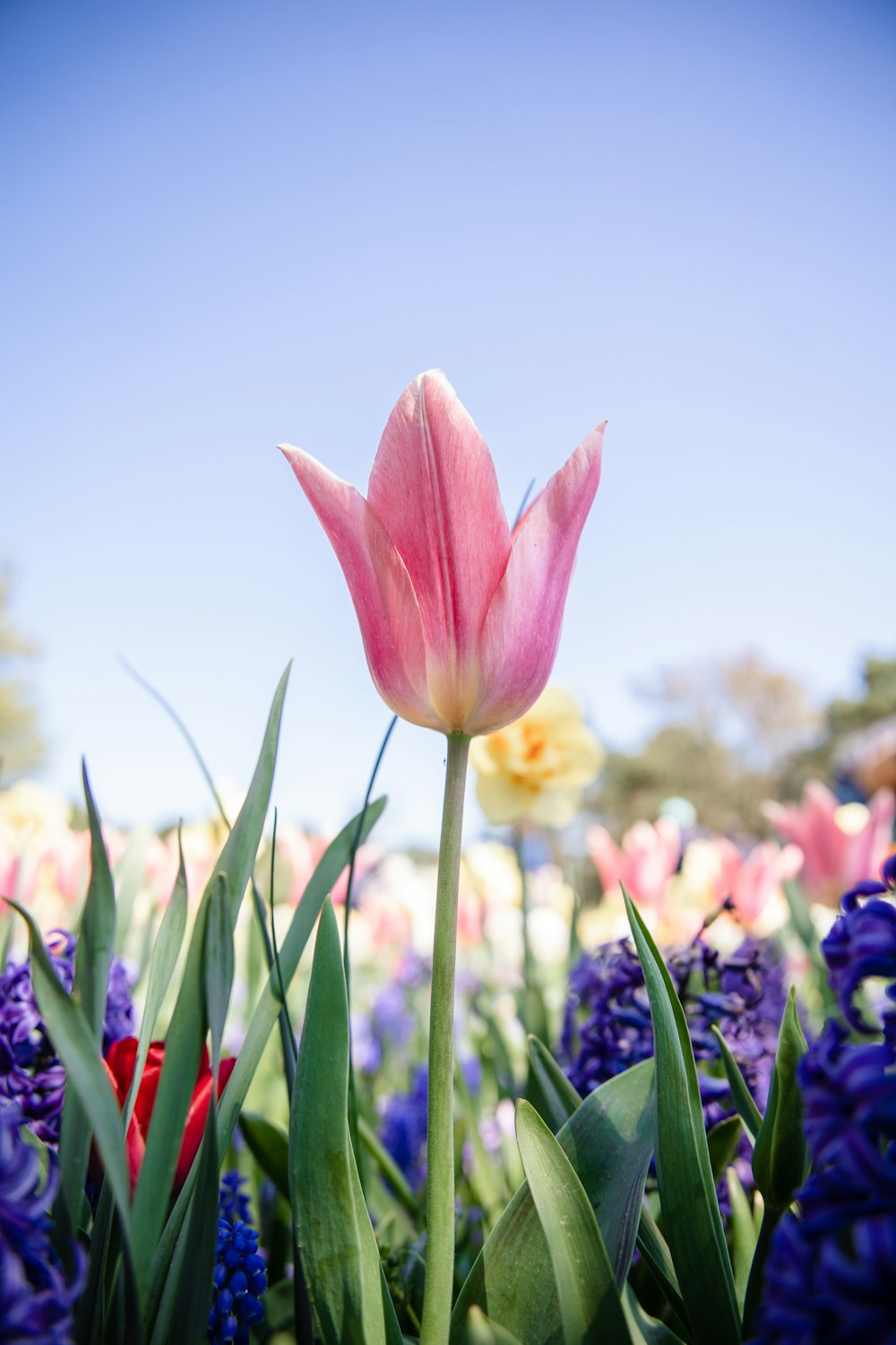 a pink tulip in a field of purple and yellow flowers