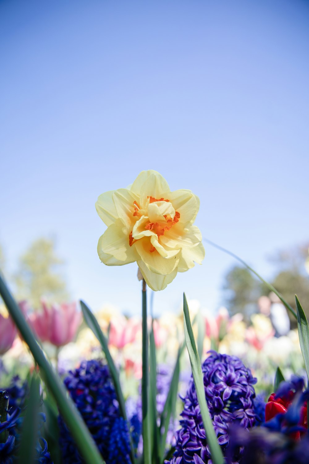 a single yellow flower in a field of purple flowers