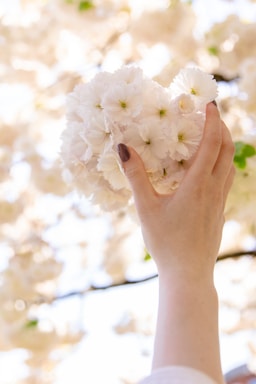 A delicate hand holding a cherry blossom with soft lighting