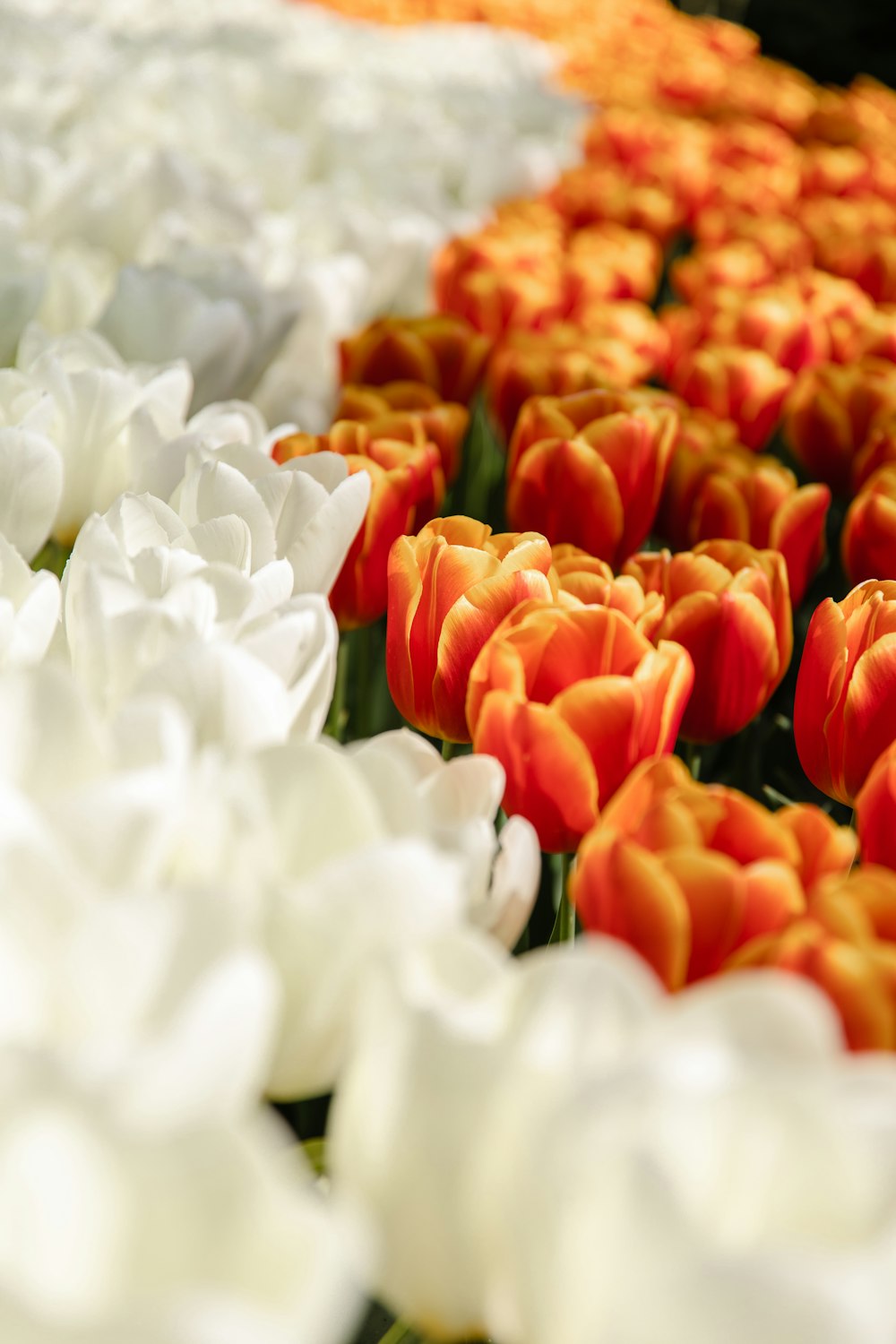 a field full of white and orange tulips