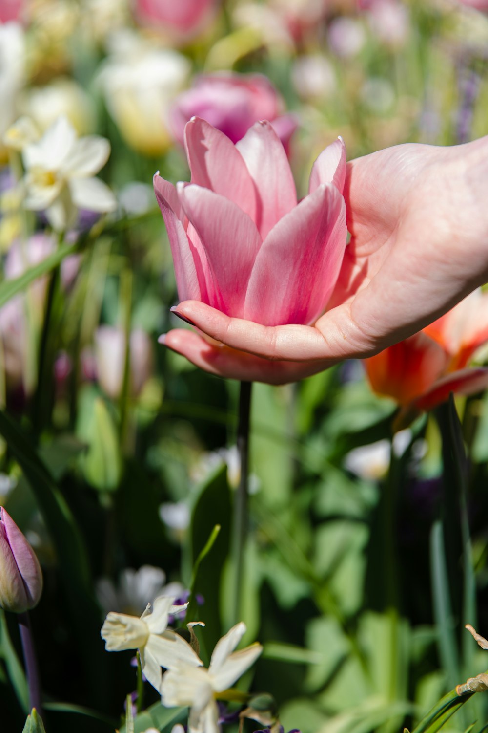 a person holding a pink flower in a field of flowers